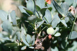 Plancia ëd Vaccinium uliginosum subsp. occidentale (A. Gray) Hulten