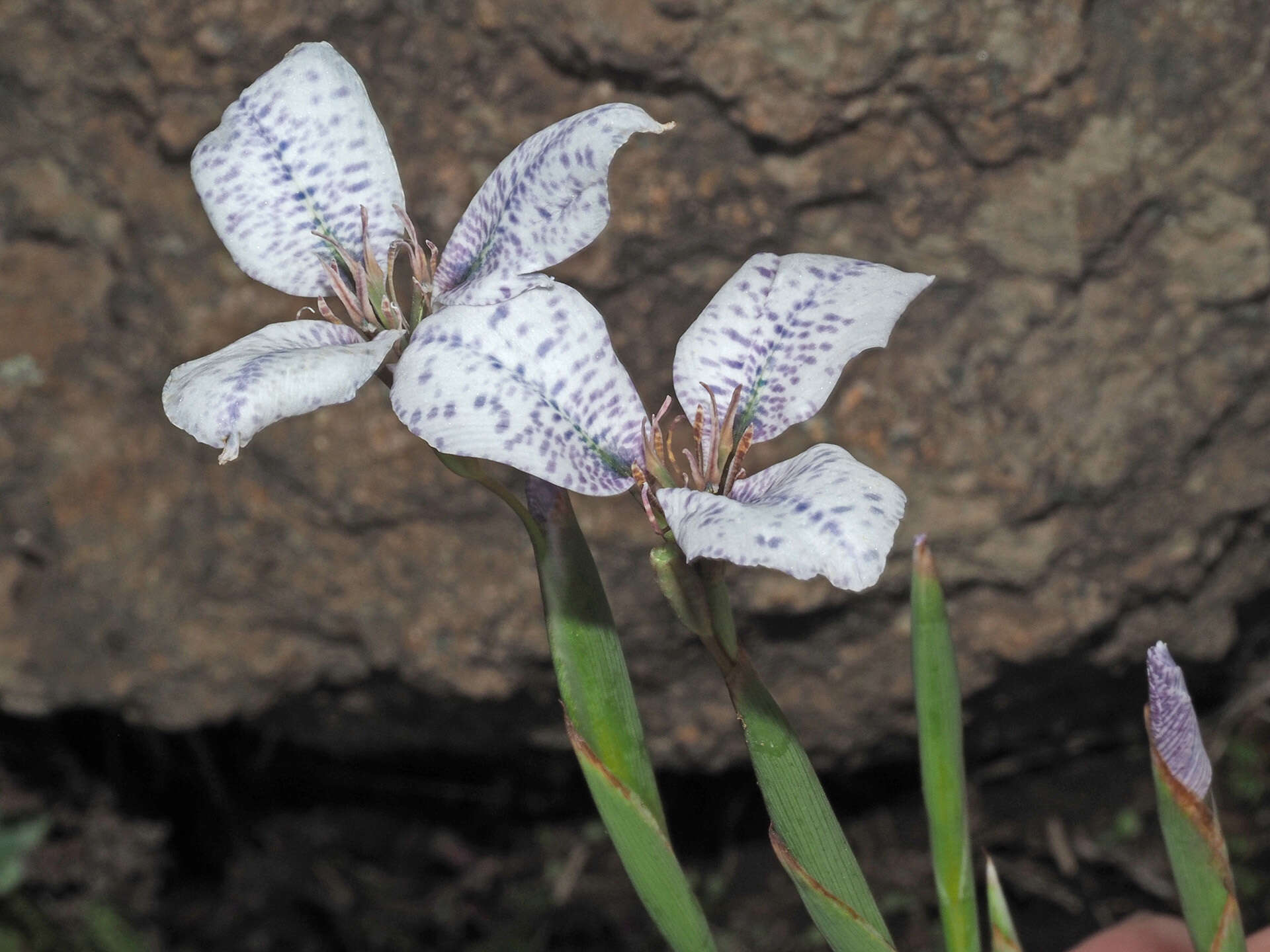 Image of Moraea vigilans Goldblatt & J. C. Manning