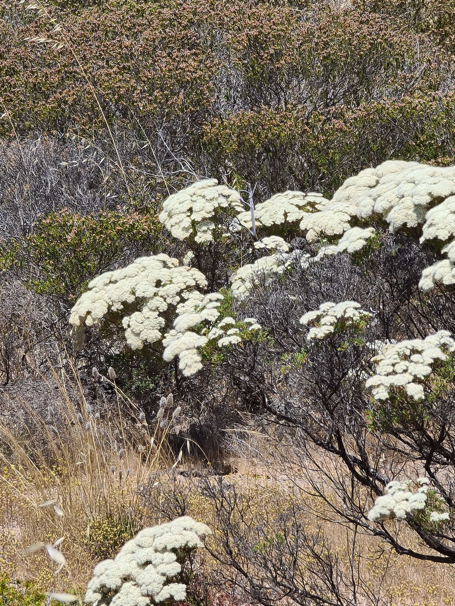 Verticordia polytricha Benth. resmi