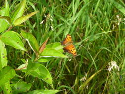 Image of Gray Comma