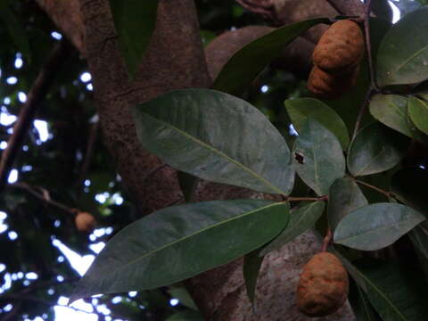 Image of Wrinkle Pod Mangrove