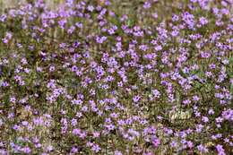 Image of Bridges' gilia