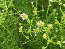 Image of Erigeron foliosus var. foliosus