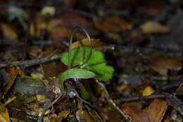 Image of Corybas sanctigeorgianus Lehnebach