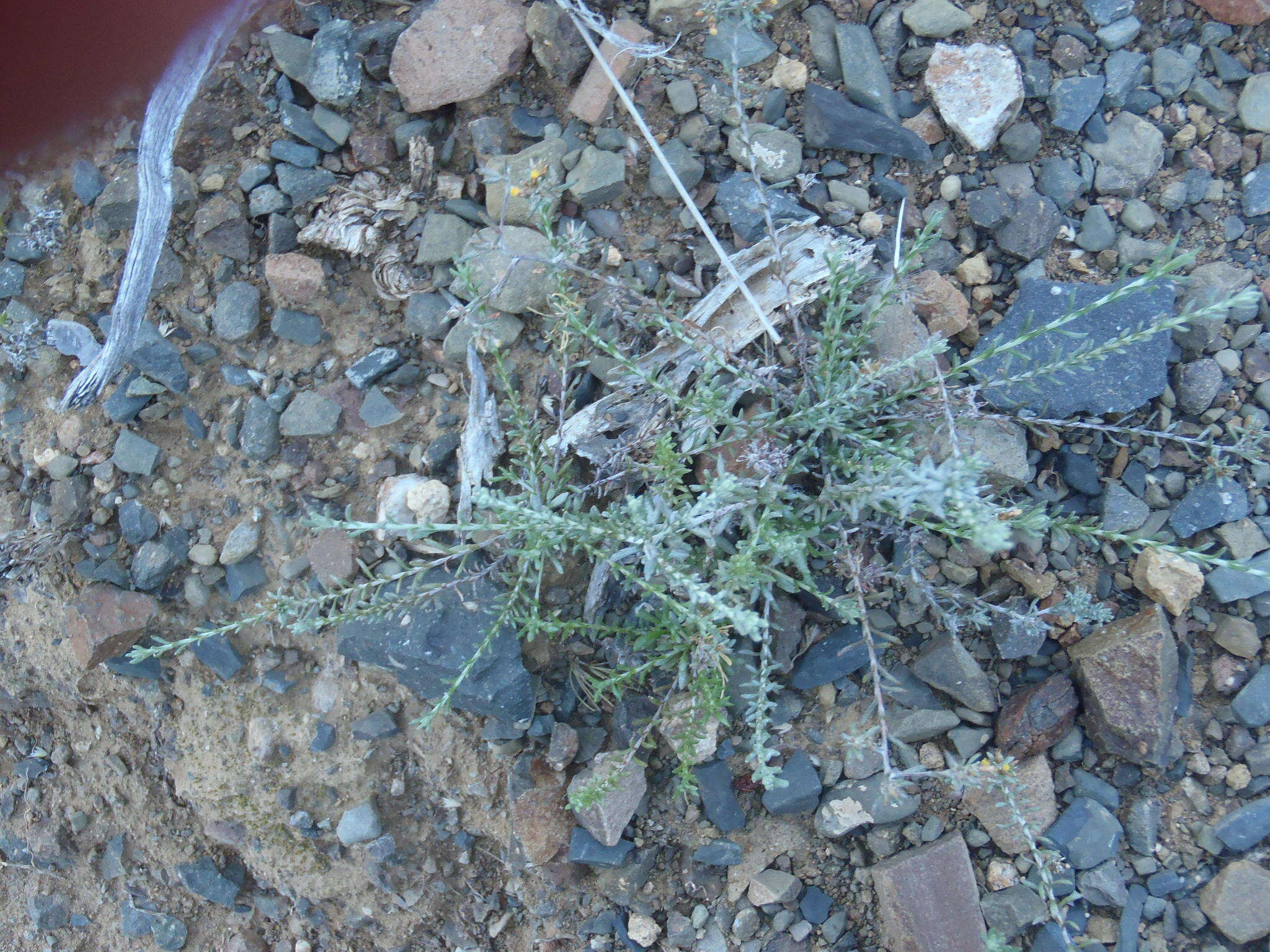 Image of Helichrysum asperum (Thunb.) Hilliard & Burtt