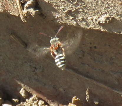 Image of Nomada crotchii Cresson 1878