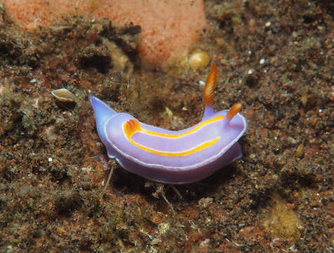 Image of Mexichromis trilineata (A. Adams & Reeve 1850)