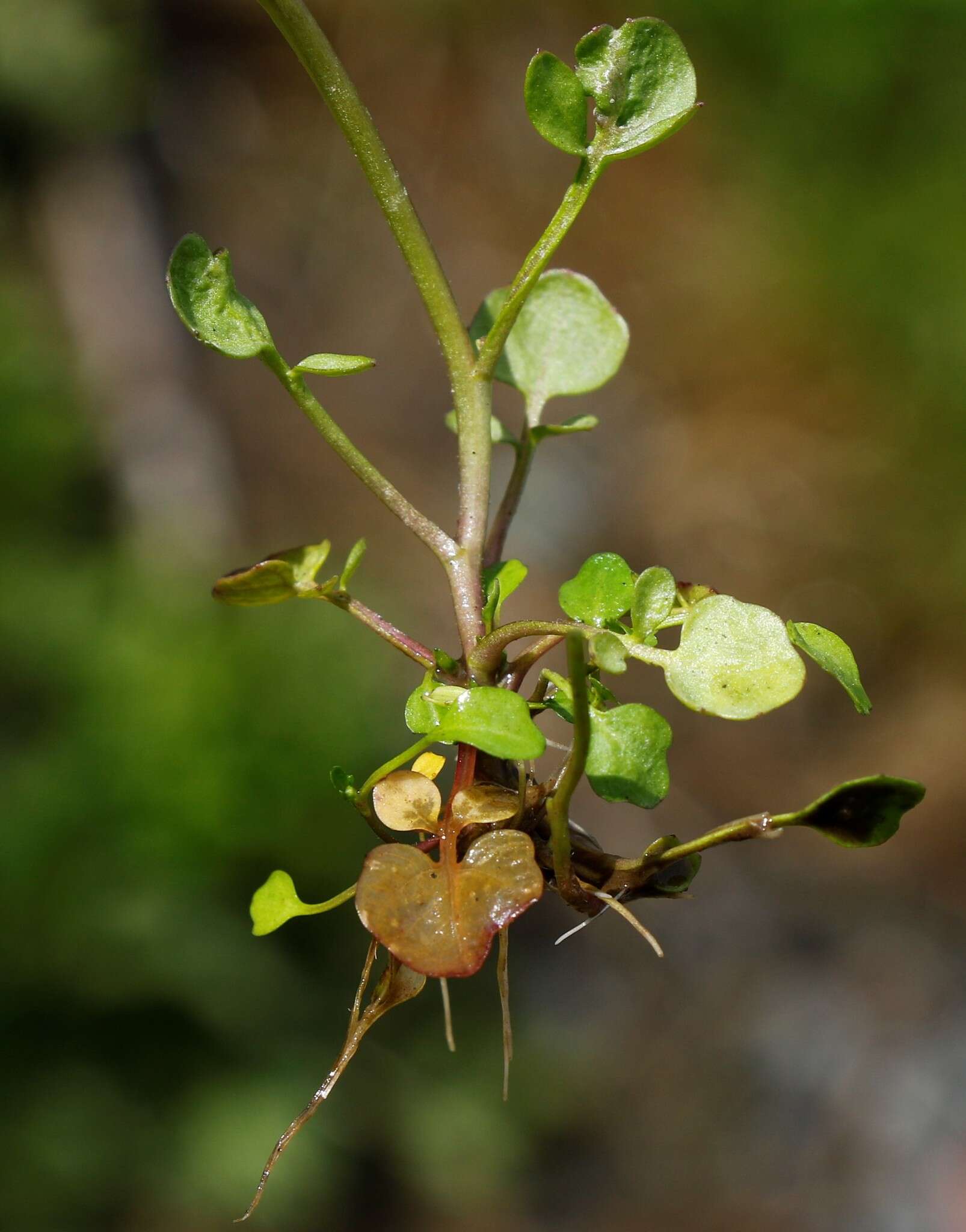 Image of Cardamine scutata Thunb.