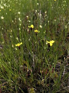 Image of northern yelloweyed grass