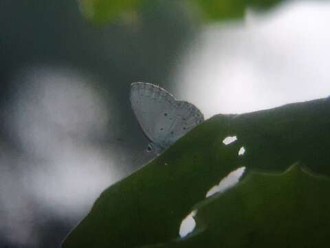 Image of Celastrina lavendularis himilcon (Fruhstorfer 1909)