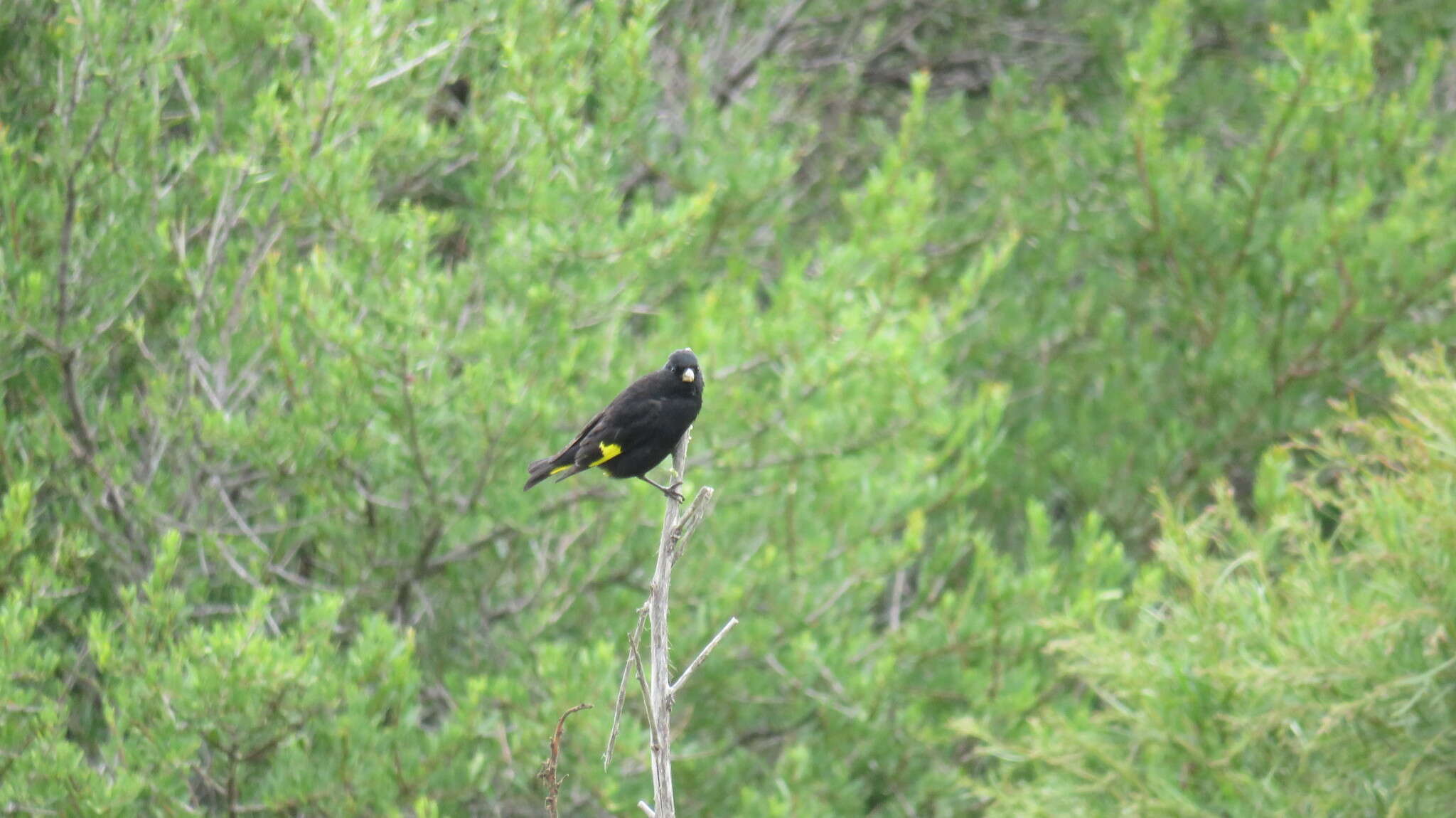 Image of Black Siskin