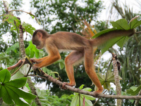 Image of Spix's white-fronted capuchin