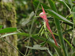 Image of Billbergia distachia (Vell.) Mez