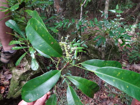 Image of Codiaeum peltatum (Labill.) P. S. Green