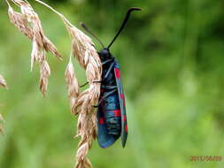 Image of Zygaena dorycnii Ochsenheimer 1808