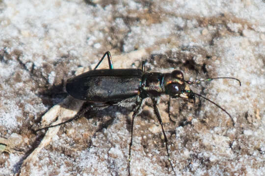 Image of <i>Cicindela <i>haemorrhagica</i></i> haemorrhagica