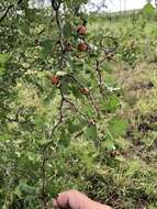 Image of Crataegus lassa Beadle