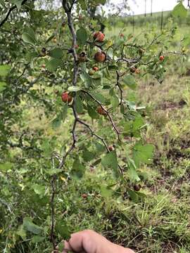 Crataegus lassa Beadle resmi