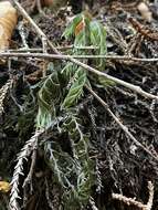 Image of Hymenophyllum pectinatum Cav.