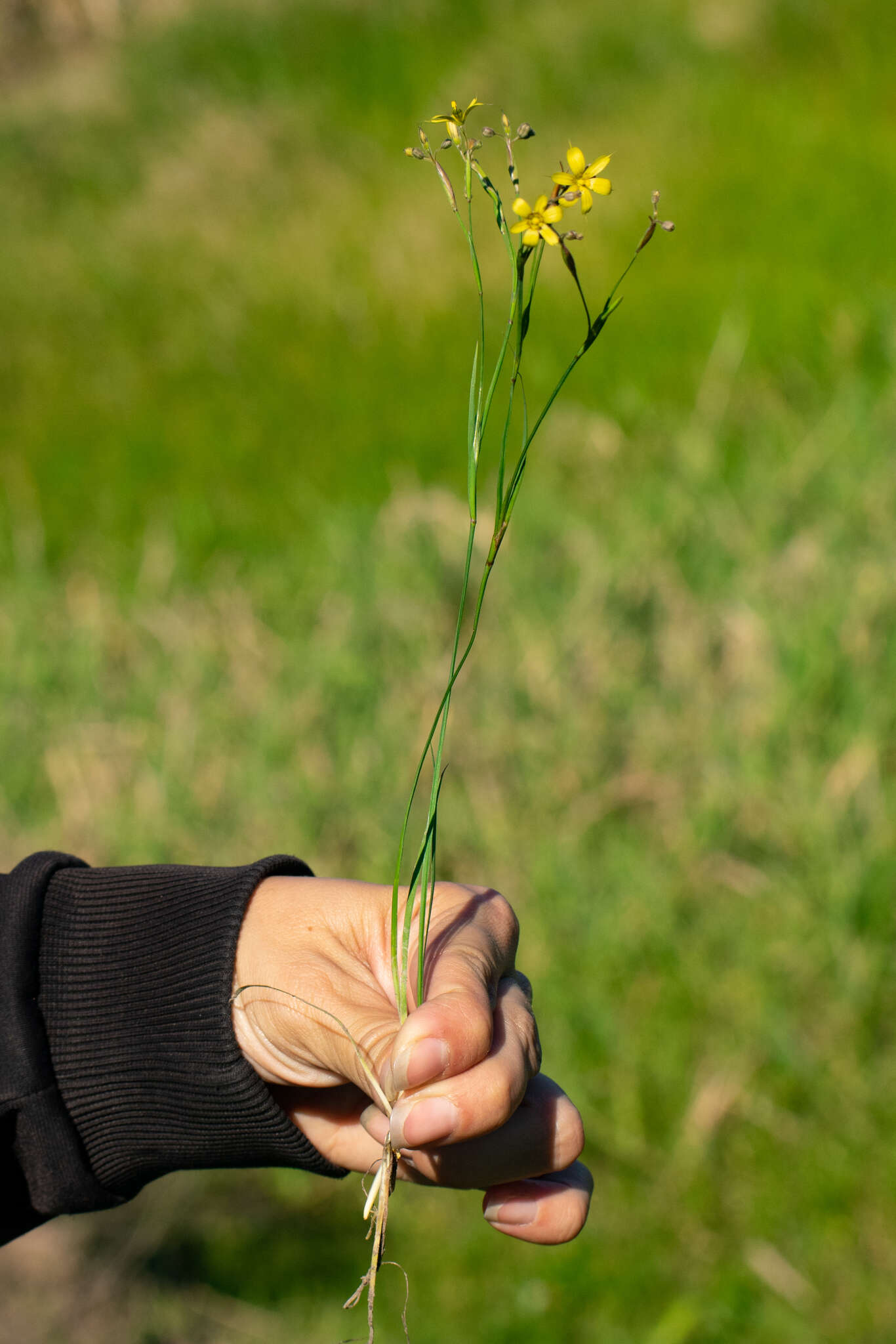 Sisyrinchium pachyrhizum Baker的圖片