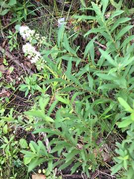 Sivun Spiraea alba var. alba kuva