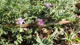 Imagem de Astragalus sesameus L.