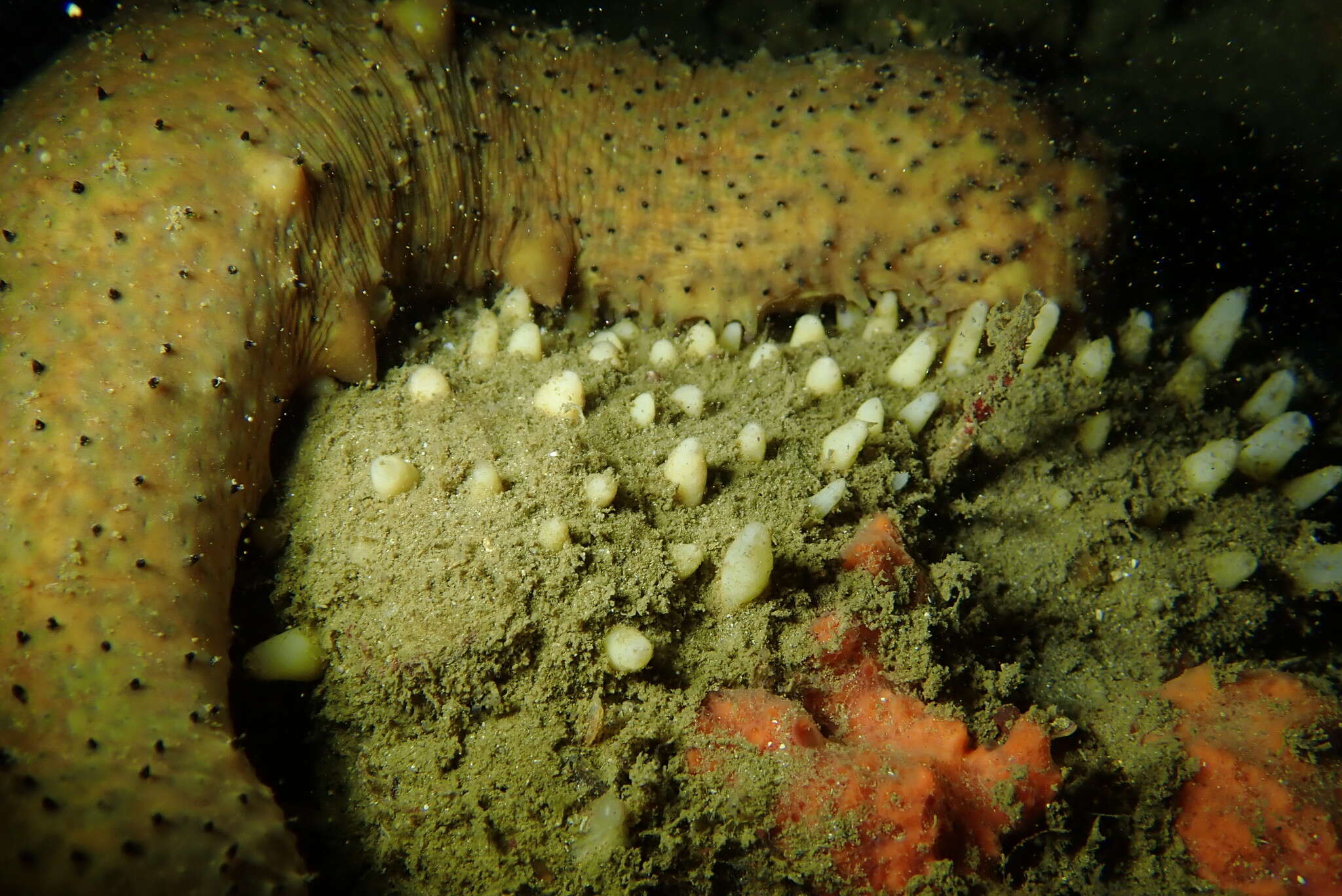 Image of aggregated nipple horny sponge