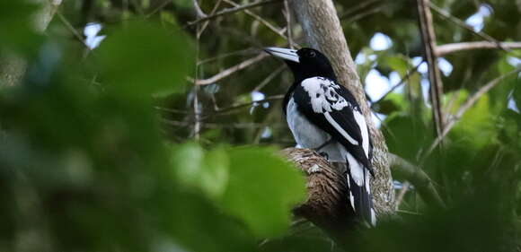 Image of Hooded Butcherbird