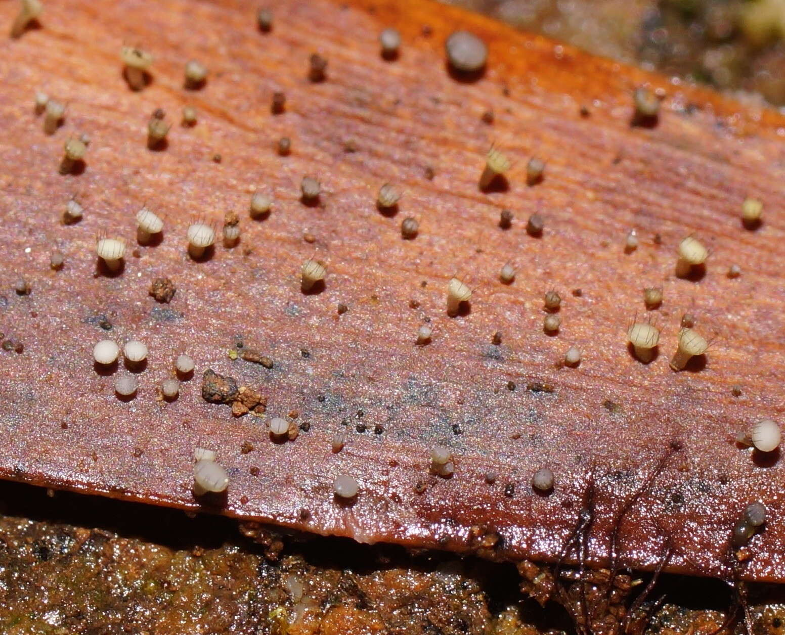 Imagem de Hymenotorrendiella eucalypti (Berk.) P. R. Johnst., Baral & R. Galán 2014