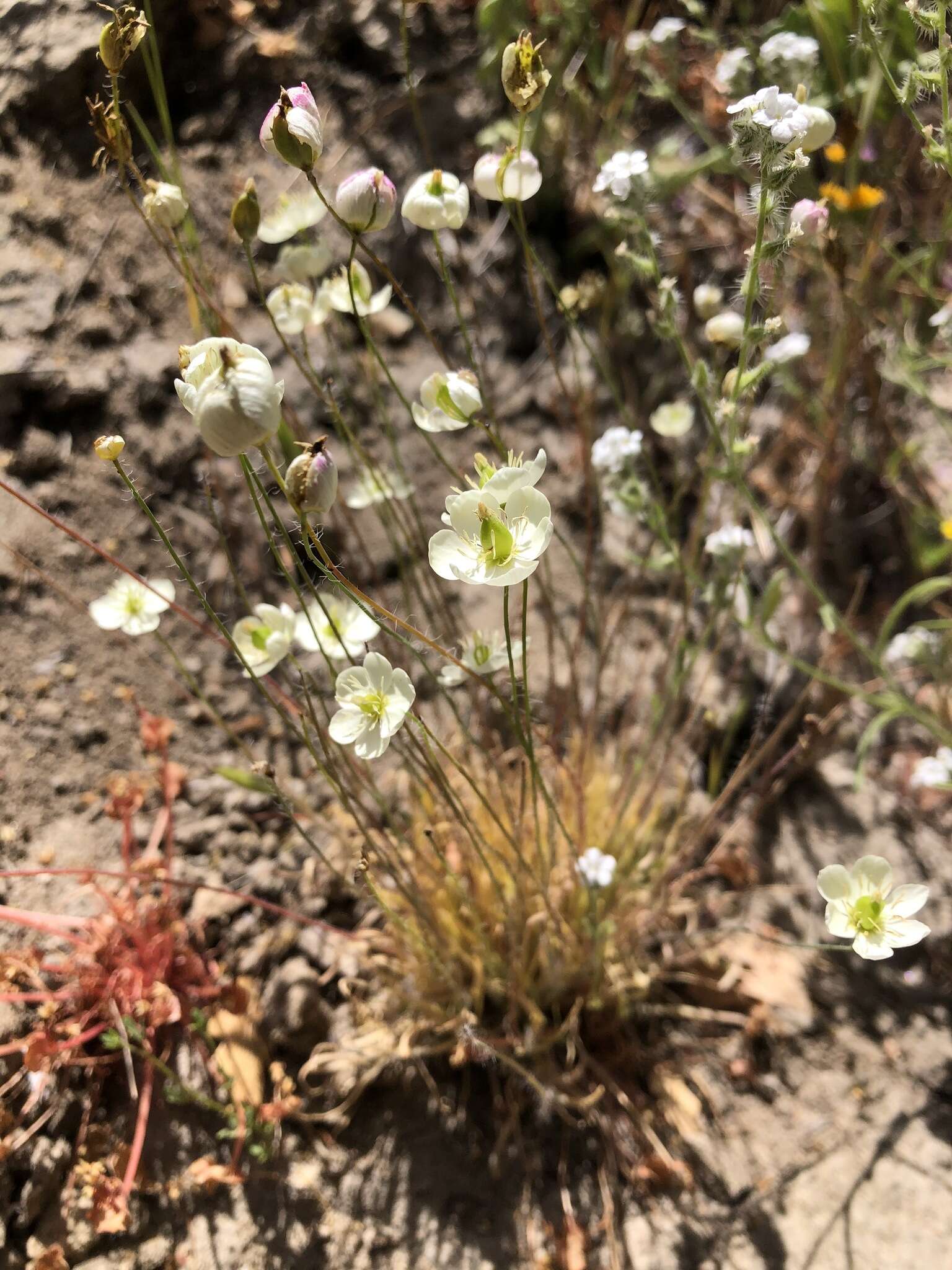 Imagem de Platystigma linearis Benth.