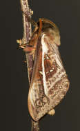 Image of Oxycanus australis Walker 1856