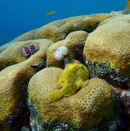 Image of Flagpole Frogfish