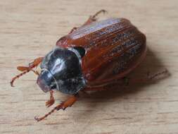 Image of Common cockchafer