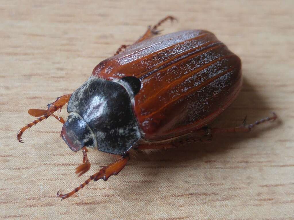 Image of Common cockchafer