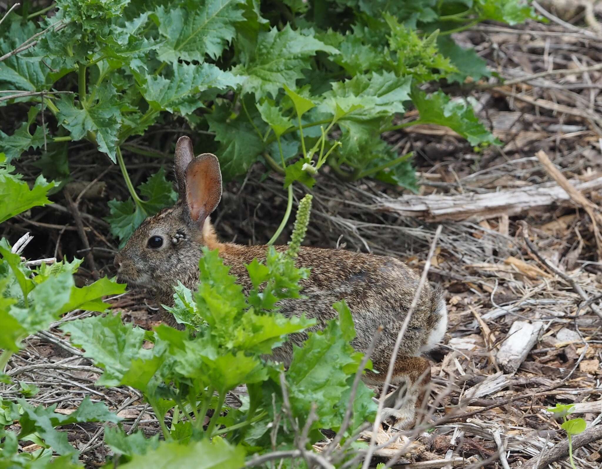 Image of Brush Rabbit