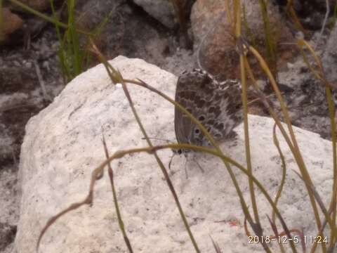 Image of Lepidochrysops oreas