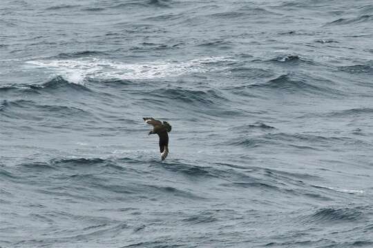 Image of Chilean Skua