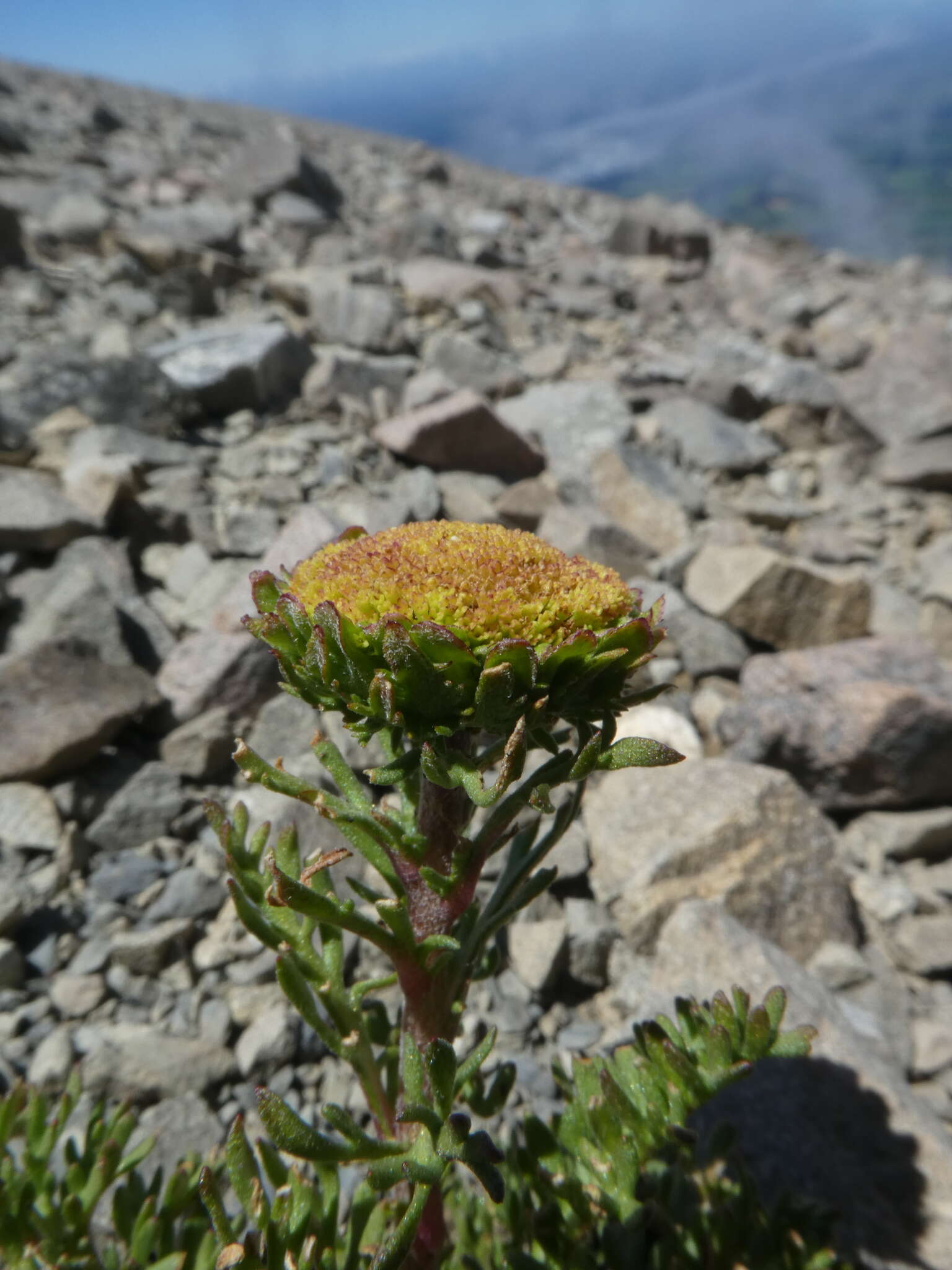 Image of Leptinella dendyi (Cockayne) D. G. Lloyd & C. J. Webb