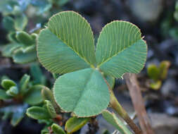 Image de Trifolium breweri S. Watson