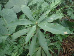 Image of Machilus japonica Sieb. & Zucc.