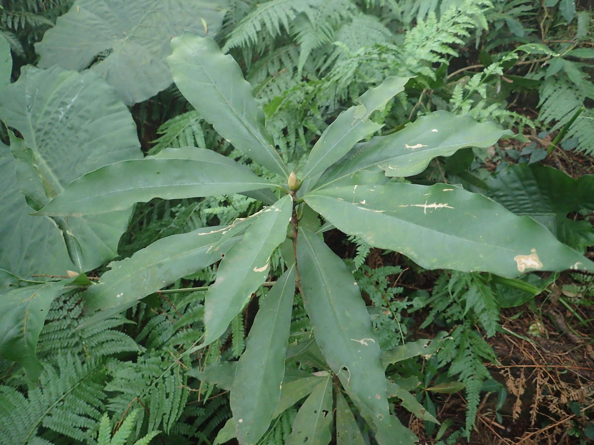 Image de Machilus japonica Sieb. & Zucc.