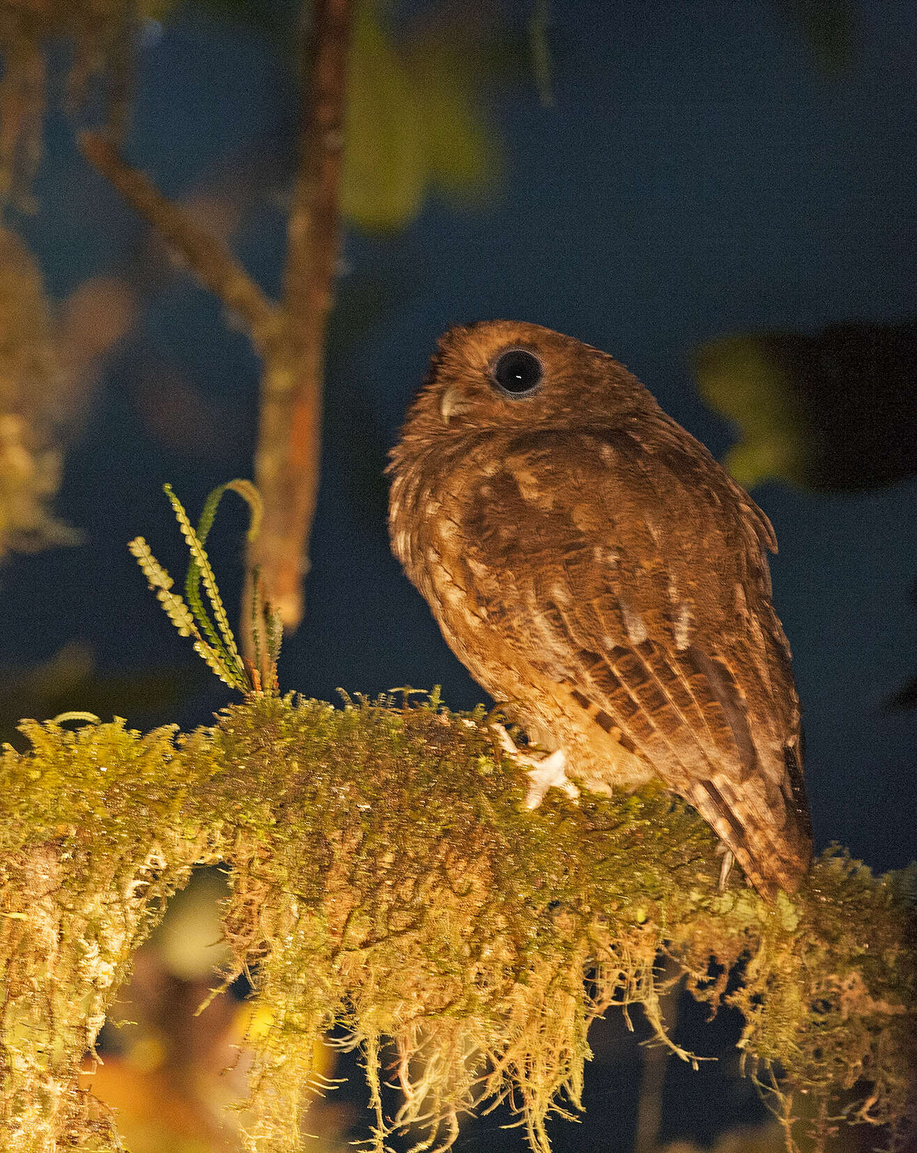 Image of Rufescent Screech Owl
