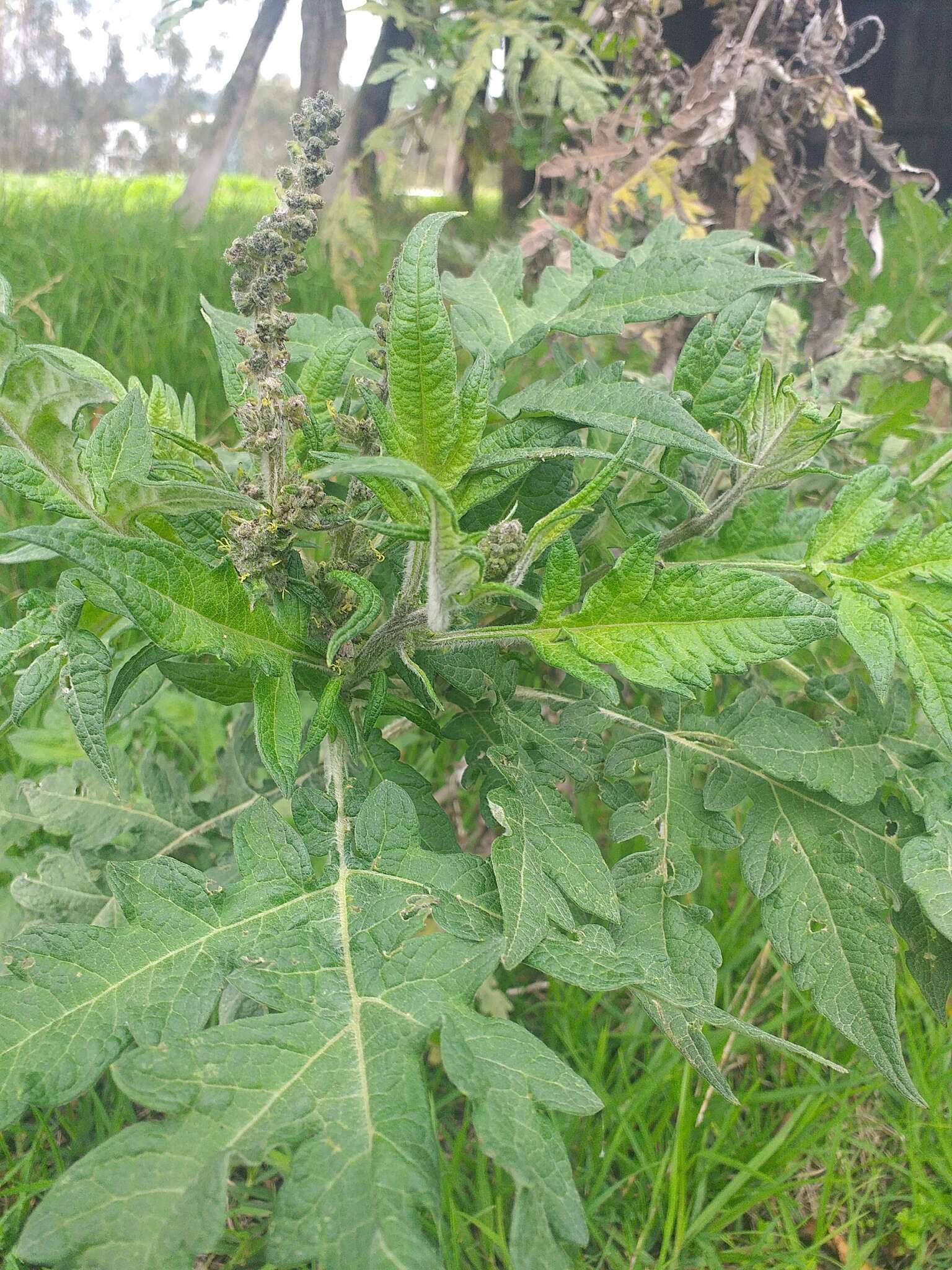 Sivun Ambrosia arborescens Mill. kuva