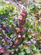 Image of white arctic mountain heather