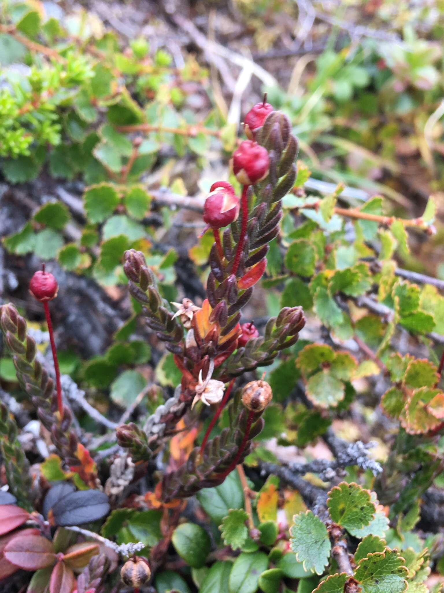 Image of white arctic mountain heather