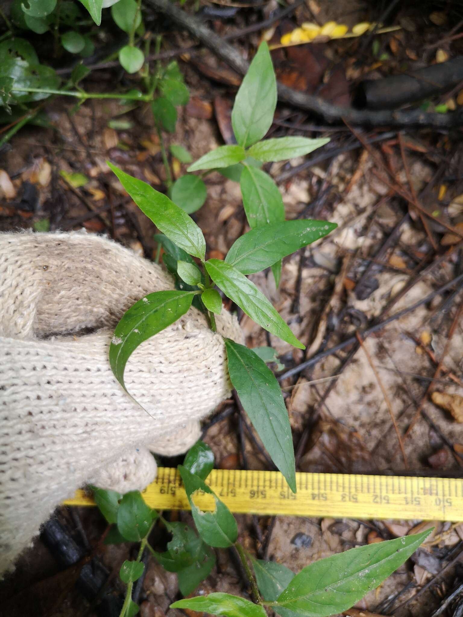 Imagem de Ruellia repens L.