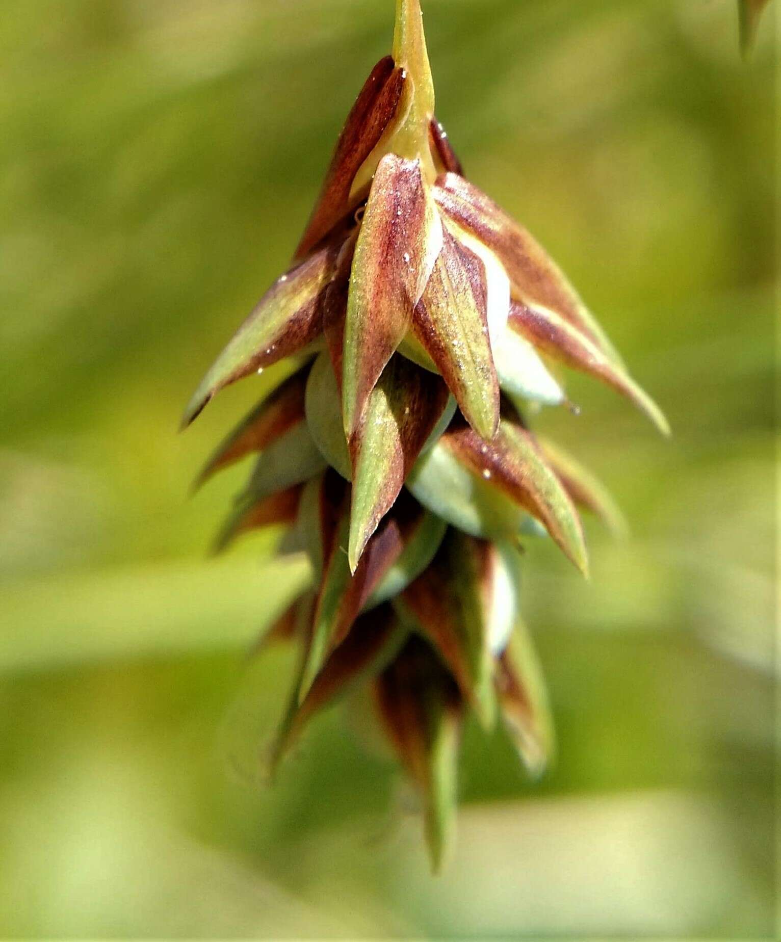 Image of boreal bog sedge