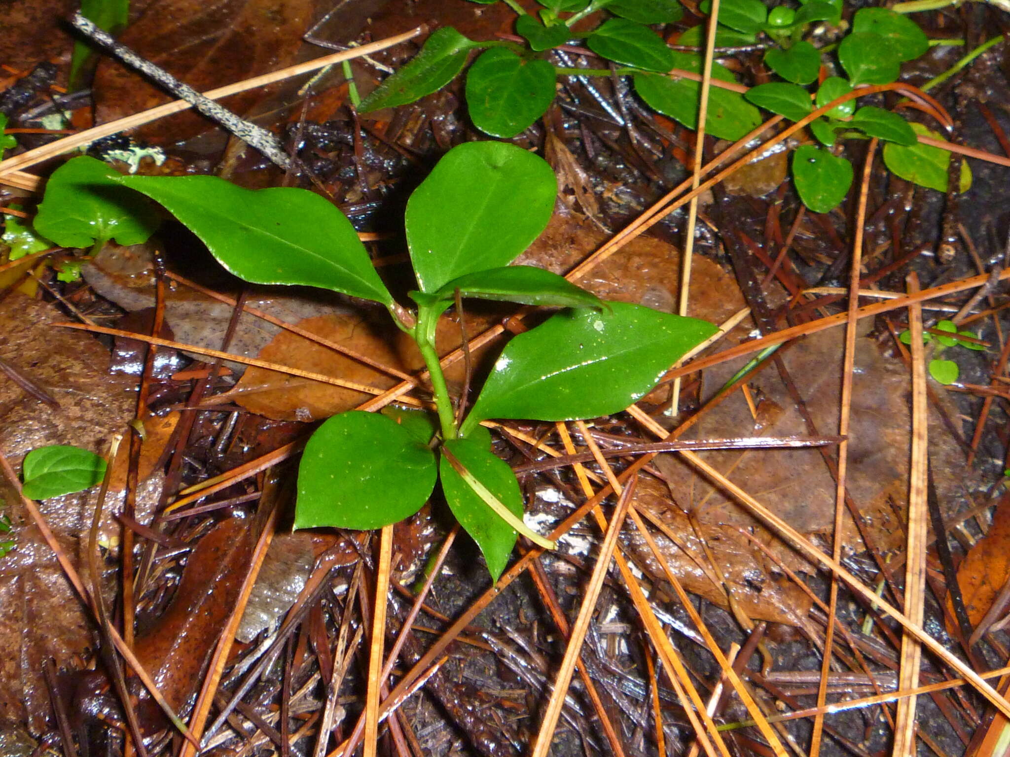 Plancia ëd Sarcococca ruscifolia Stapf