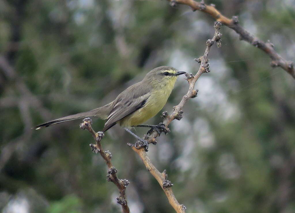 Image of Greater Wagtail-Tyrant