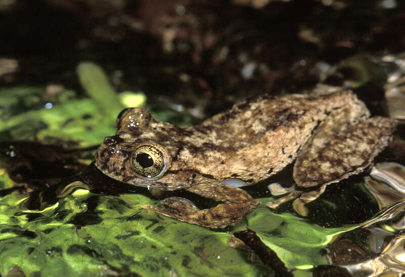 Image of Matuda’s Spikethumb Frog